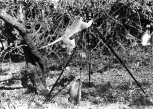 Meerkatzen : Zwei Meerkatzen inspizieren ein Mikrofon