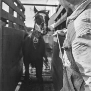Islandpony am Hafen : Islandpony in einer Transportkiste am Hafen von Reykjavik beim Einschiffen auf das Schiff "Alexandrine"