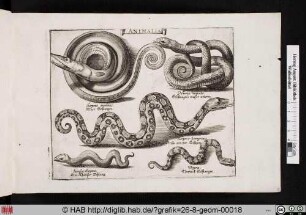 ANIMALIA. Schlangen.