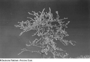 Raureif auf einem Baum