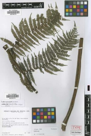 Cyathea arnecornelii Lehnert [paratype]