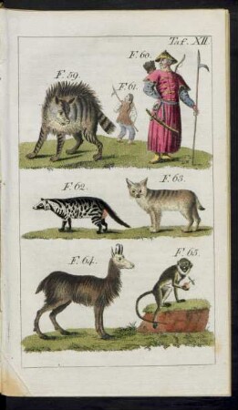 Taf. XII. F. 59. - F. 65.