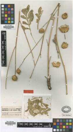 Centaurea longepedunculata Sch.Bip. ex Boiss. [type]