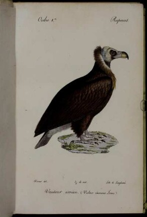 Ordre 1er. Rapaces