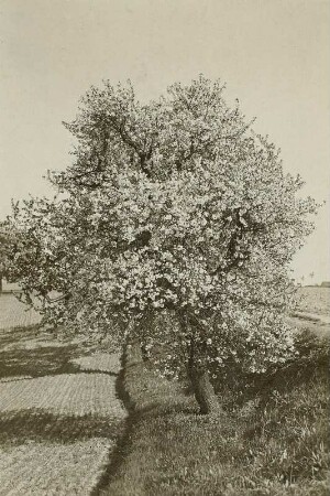 Blühender Birnbaum bei Weistropp