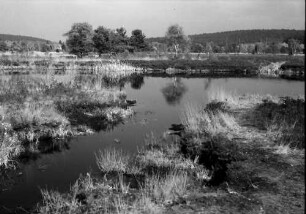 Schwenninger Moos (Neckarquelle) bei Schwenningen