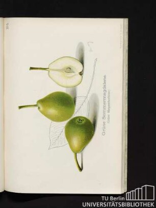 24. Grüne Sommermagdalene. (Grüne Magarethenbirne.)