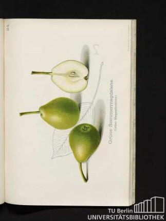 24. Grüne Sommermagdalene. (Grüne Magarethenbirne.)