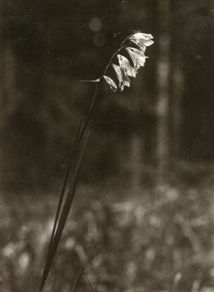 Europa. Gladiole (Gladiolus, auch Schwertblume genannt; lat. gladius „Schwert“)