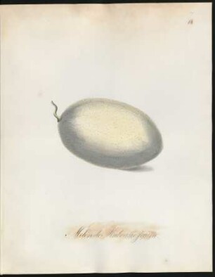 Melon de Malvasie jaune