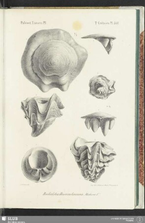 Pl. 551