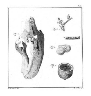 Pl. 11