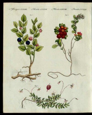 Beeren-Sträuche.