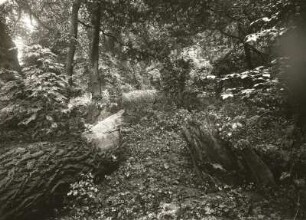 Pillnitzer Elbinsel. 1926 durch Hochwasser geworfene Bäume