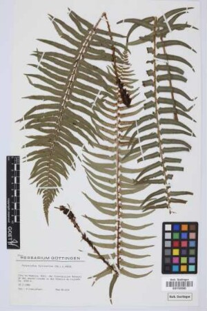 Polystichum falcinellum (Sw.) Presl