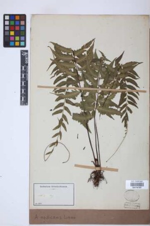 Asplenium radicans L.