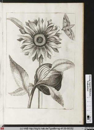 Sonnen=Blume.