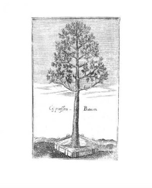 Cypressen-Baum