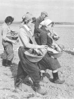 Frauen der LPG Bandelow (Kr. Strasburg) beim Ausbringen von Pflanzkartoffeln