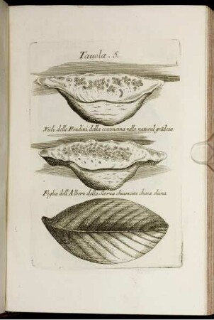 Tavola. 5. [bis] Tavola. 6.