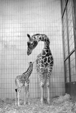 Nachwuchs bei den Giraffen im Karlsruher Zoo