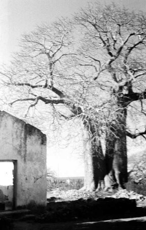 Baobab Baum : Blick auf einen Baobab Baum.