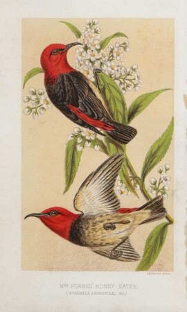 Mrs. Forbes' Honey Eater. (Myzomela Annabellae, Scl.)