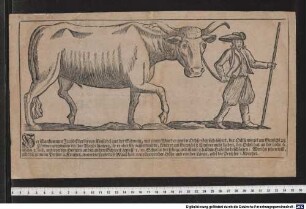 Hier ist ankommen Jacob Eberlin von Einsiedel aus der Schweitz, mit einem Wunder-grosen Ochsen bey sich führet ...