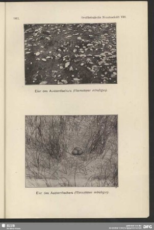 Eier des Austernfischer, Hacmatopus ostralegus