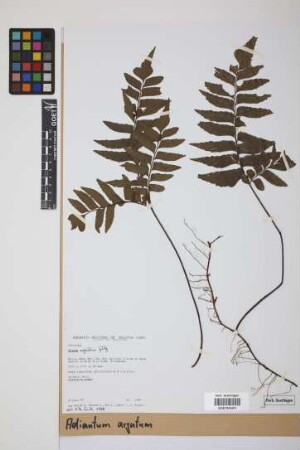 Adiantum argutum