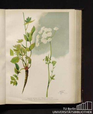 Pimpinella Saxifraga Linné. Bibernell, Steinpetersilie.