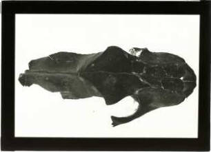 Panthera spelaea