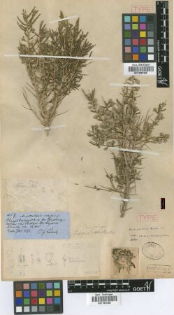Lippia salsoloides (Griseb.) Briq.