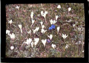 Krokusse