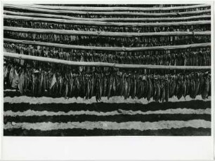 Tabak Plantage , aus der Serie 'Die Welt des Tabaks'