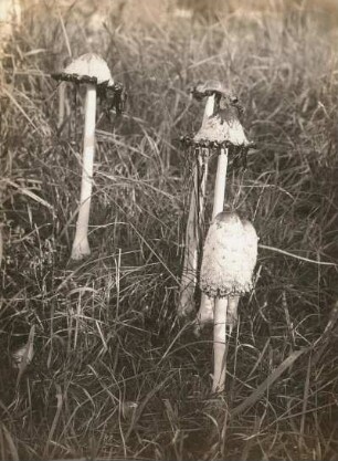 Leipzig. Schopf-Tintling (Coprinus comatus) in der Zersetzung