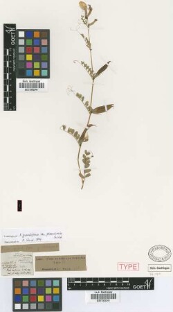 Vicia grandiflora Scop. var. phaeosemia Griseb.[lectotype]