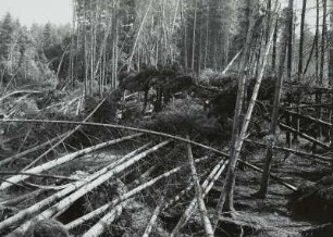 Moritzburg-Radeberger Platte: Massenei bei Arnsdorf. Starke Sturmschäden im Kiefern- und Fichtenstangenbestand 4.VII.1929