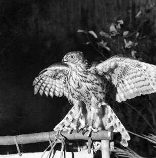 Vogelschau des Vereins für Vogelfreunde Knielingen.