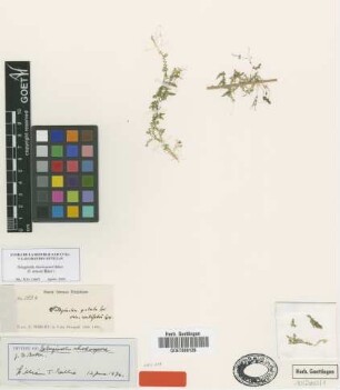 Selaginella rhodospora Baker