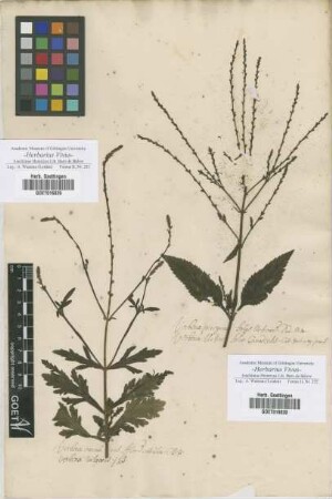 Verbena