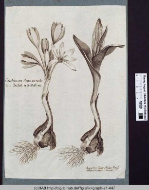 Colchicum Autumnale. Germ: Zeitloß, wild Saffran.