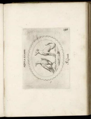 Aquila Et Cane