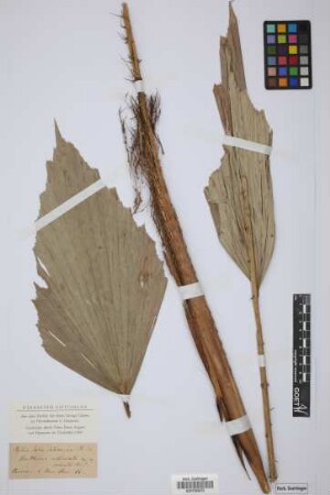Korthalsia robusta Bl.?