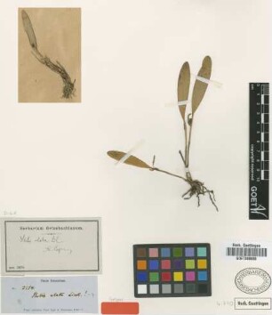 Stelis alata Lindl. [isotype]