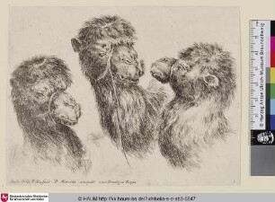 [Drei Kamelköpfe; Trois têtes de chameau; Three camel heads]
