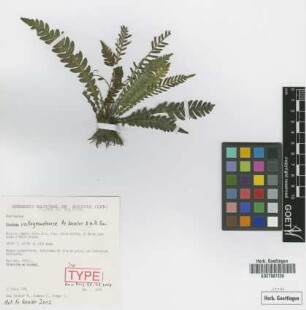 Blechnum vallegrandense M.Kessler & A.R.Sm. [isotype]