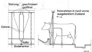 Anbindestall mit Halsrahmenanbindung