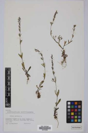 Silene gallica L.