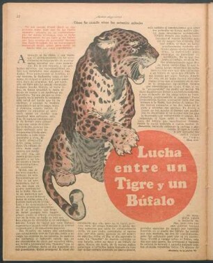 Lucha entre un tigre y un búfalo : Cómo he cazado vivos los animales salvajes